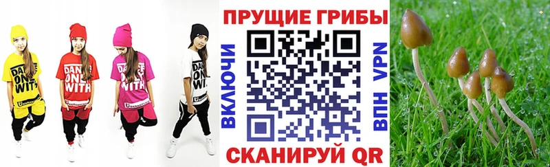 Купить закладки  Онега  Псилоцибиновые грибы прущие грибы 